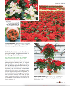 LL 12_2020_Weihnachtssterne 2