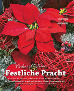LL 12_2020_Weihnachtssterne